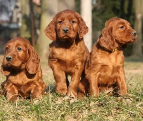 Irish Dog Breeds