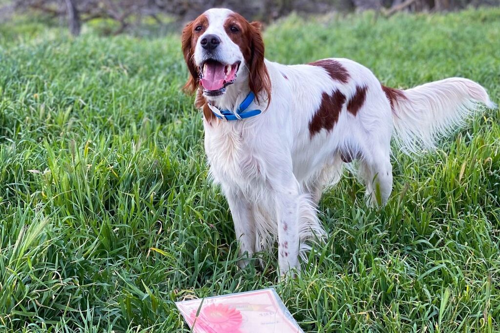  Irish Red and White Setter