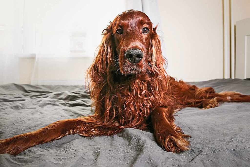Irish Setter