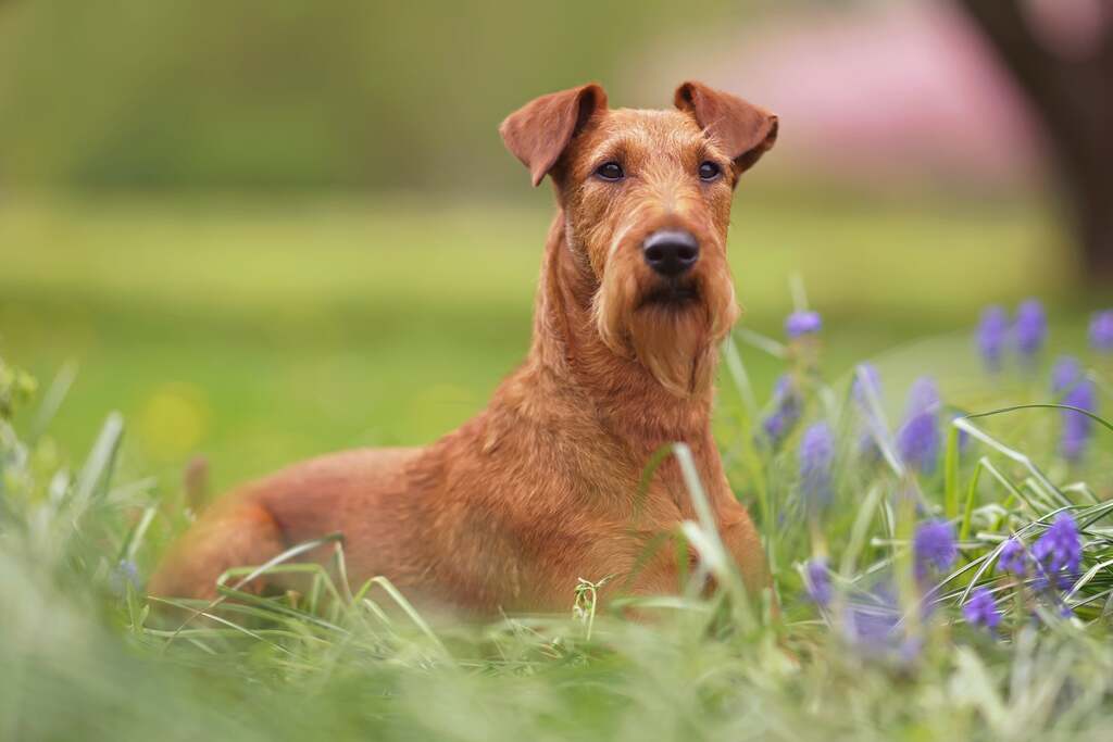 Irish Terrier