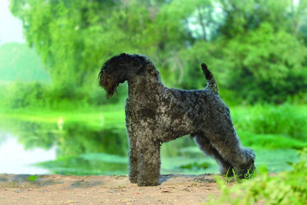 Kerry Blue Terrier